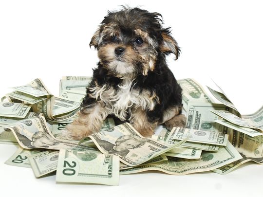 Dogs that cost a lot sales of money